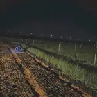 للبيع شتلات ارطى غضا رمث 90 هلله