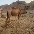 اناقه حمرا لقحه مشروطه