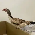 دجاجه