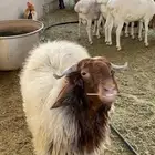 خروف نعيمي بلدي على السوم