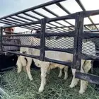 خروووف جبر للبيع