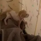 قطط للتبني