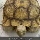 سلاحف سولكتا احجام صخمه