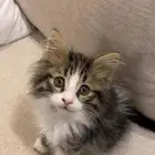 قطوه