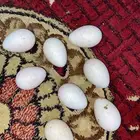 بيض رومي