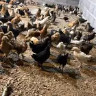 صوص دجاج للبيع