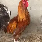 ديك للبيع
