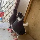 حمام قلابي مع عياله