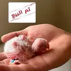 تم البيع فرخ روز البينو صافي( عيون حمراء )