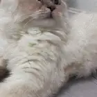 للبيع