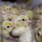 صوص سمان تكساس عمر يوم