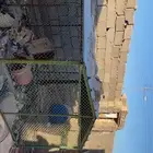 شبك بقلاوه