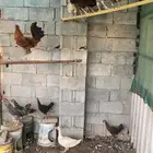 دجاج بلدي للبيع