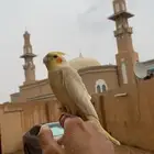إعلان عن طير مفقود