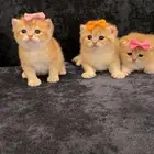 سكوتش قولد