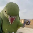 ببغاء دره هندي