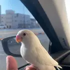 روز البينو اليف وهدد ( تم البيع)