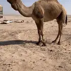 بعير دبياني فحل