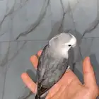 ذكر روز منتج واليف هدد