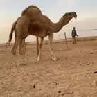 بعير فحل