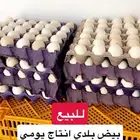 بيض بلدي انتاج يومي
