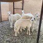 طليان فروع