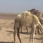 خاشي