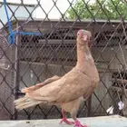 ذكر كوري