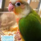 كنيور