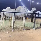 الناقة واضحه اعشر تحتها قعود للبيع السوم وصل20