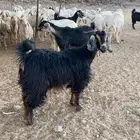 عنز جذعه منوه القناي مشاءلله سنها توها جذعه دافع قريب شرط