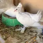 حمام