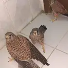 طيور شبوط للبيع مستعجل اليوم