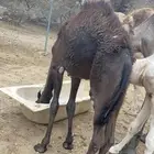 بكره ع حليب امها عمرها 5 شهور وسبوع