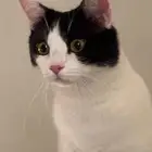 قط ذكر شورت هير