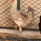 دجاجة العدد اثنين للبيع شرط صحة