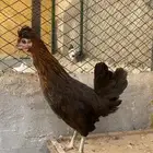 دجاجة  كويتية