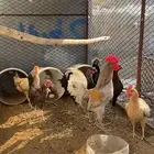 دجاج بلدي الموقع خميس البحر