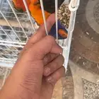 ببغاء لوري وببغاء دوره