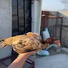 دجاجة باكستاني بيور