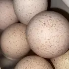 بيض رومي اكل