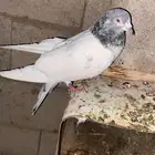 حم ام باكستاني