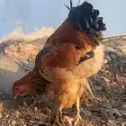 دجاج براهما بووف دم صافي