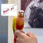 تم_البيع ذكر كنيور (صن شيك ريد فاكتور)