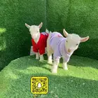 ماعز قزم بيور عروض
