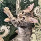 للتبني