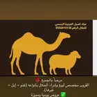 قروب مزاد أصيل الجزيرة الرسمي للحلال