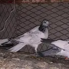 طبات باكستاني من اساس