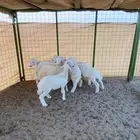 بهم مراح واحد