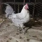 دجاج فيومي المنيوم فاخر